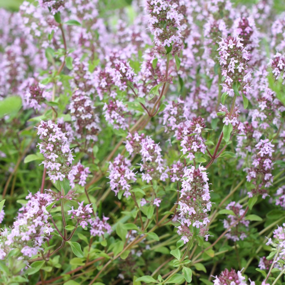 6x Thymus vulgaris - 10-25cm - Ø9cm