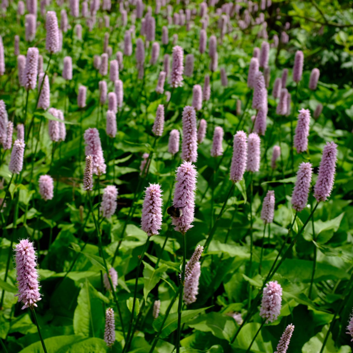 48x Persicaria aff. 'Superba' - 10-25cm - Ø9cm