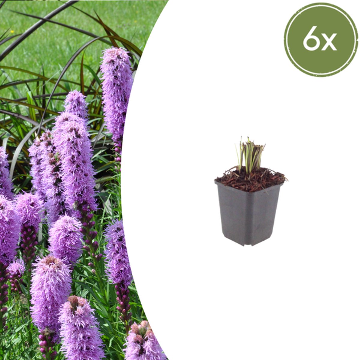 6x Liatris spicata - 10-25cm - Ø9cm