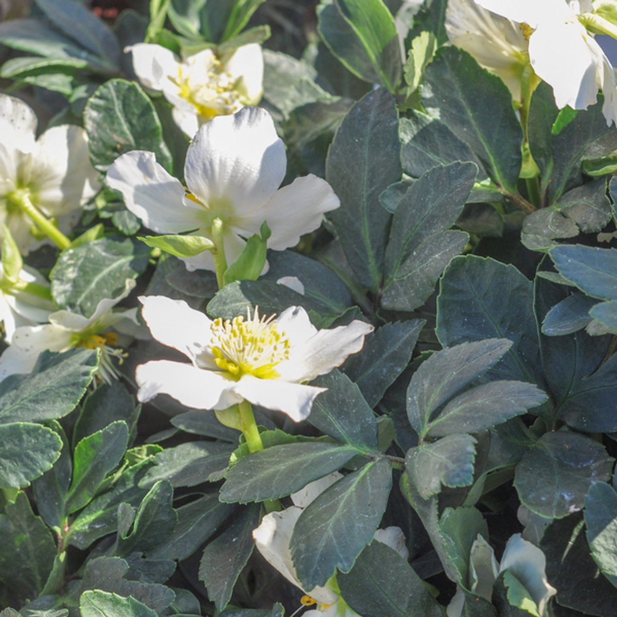 60x Helleborus orientalis - 10-25cm - Ø9cm