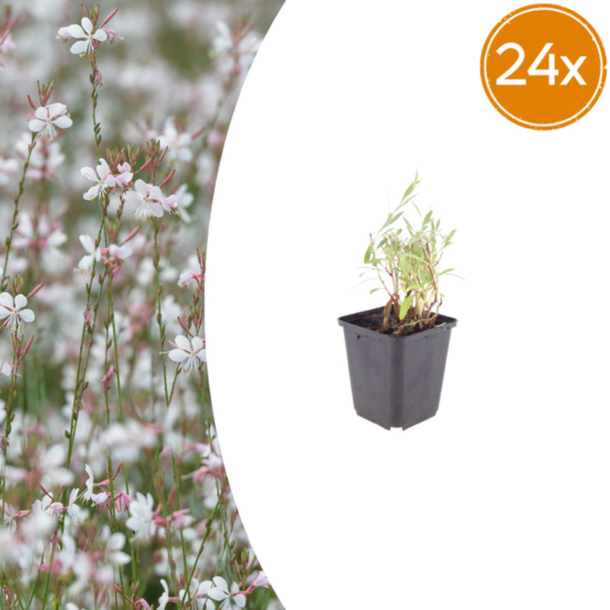 24x Gaura lindheimeri - 10-25cm - Ø9cm