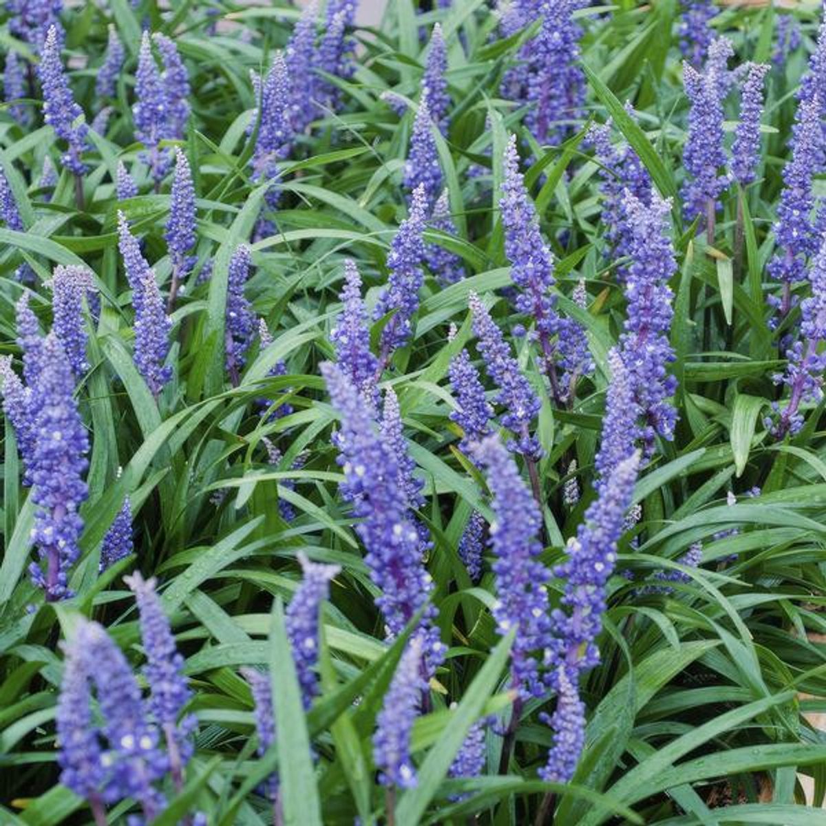 48x Liriope muscari 'Big Blue' - 10-25cm - Ø9cm