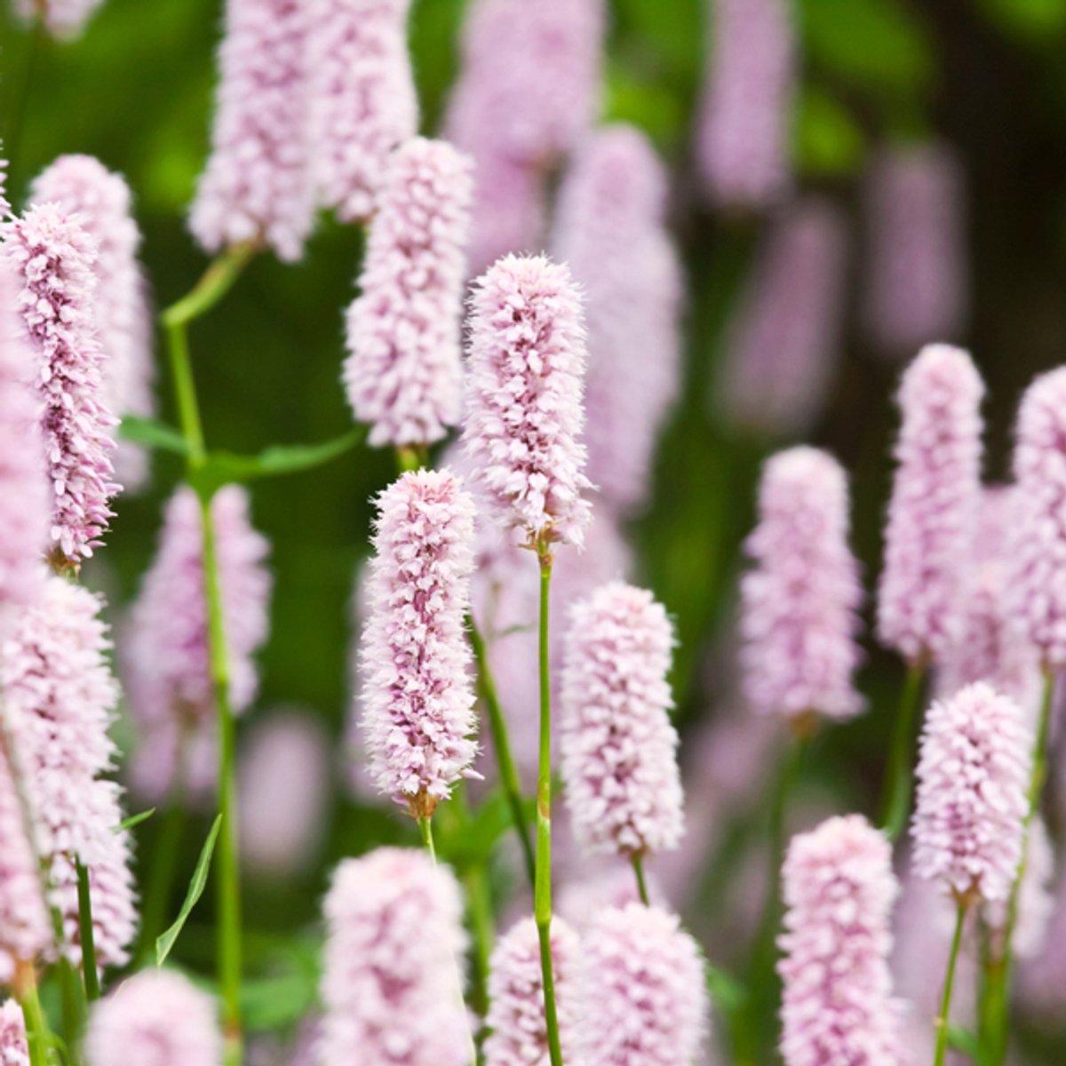 48x Persicaria a. 'Alba' - 10-25cm - Ø9cm