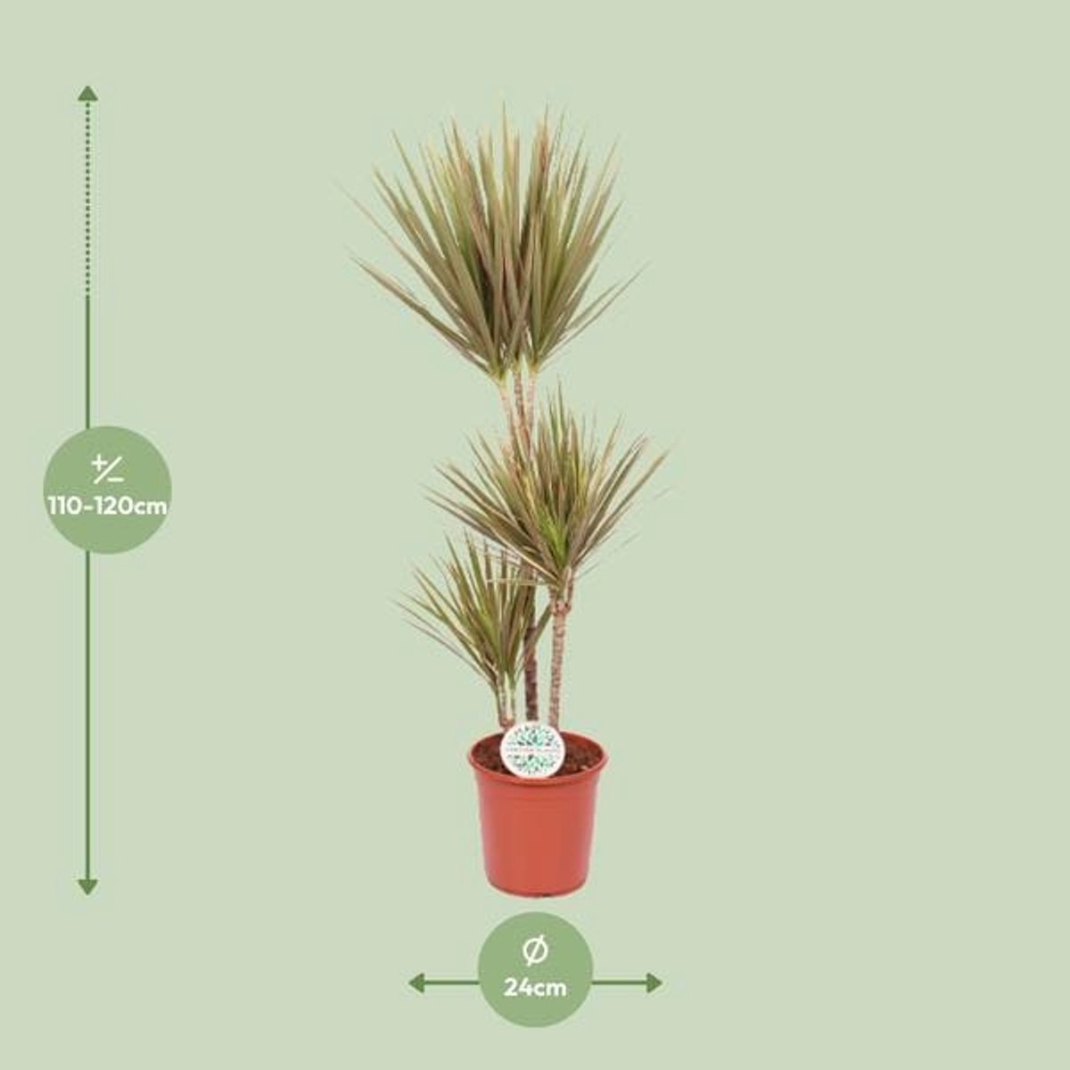 Dracaena Bicolor - Ø24cm - 115cm