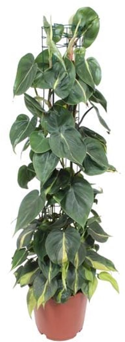 Philodendron Scandens Brasil - Ø24cm - 120cm