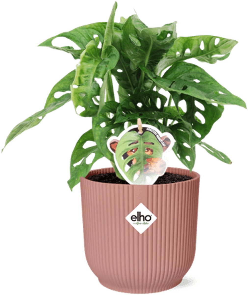 Monstera ‘Monkey Leaf’ in ELHO Vibes Fold 14cm roze