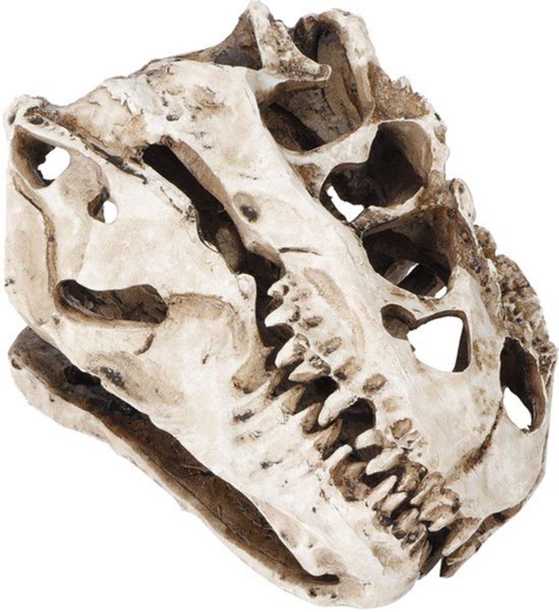 Dinosaurus schedel ornament - hars - levensechte Halloween decor