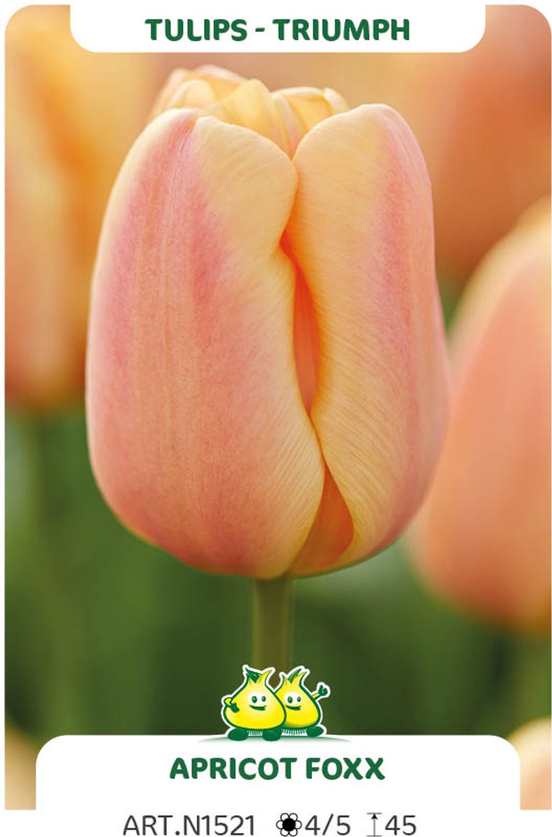 25 Bollen Triumph Tulpen Apricot Foxx maat 12/+