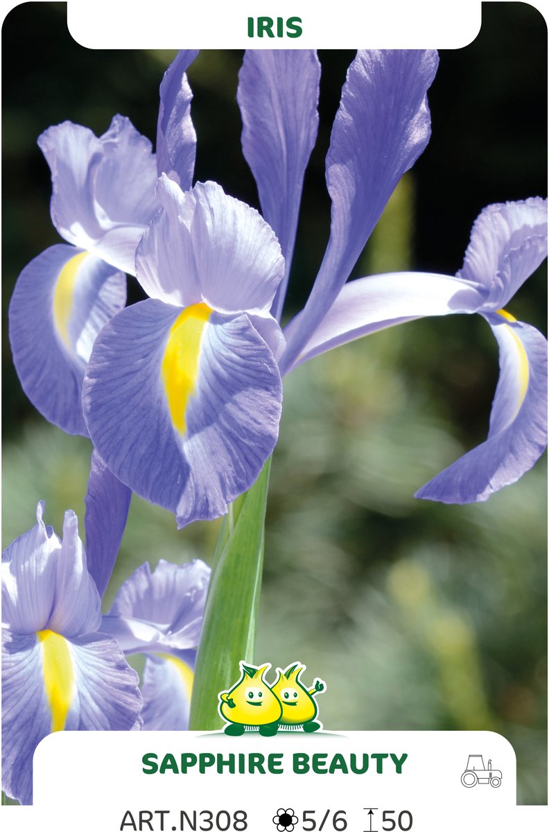 50 Bollen Iris Sapphire Beauty maat 8/+