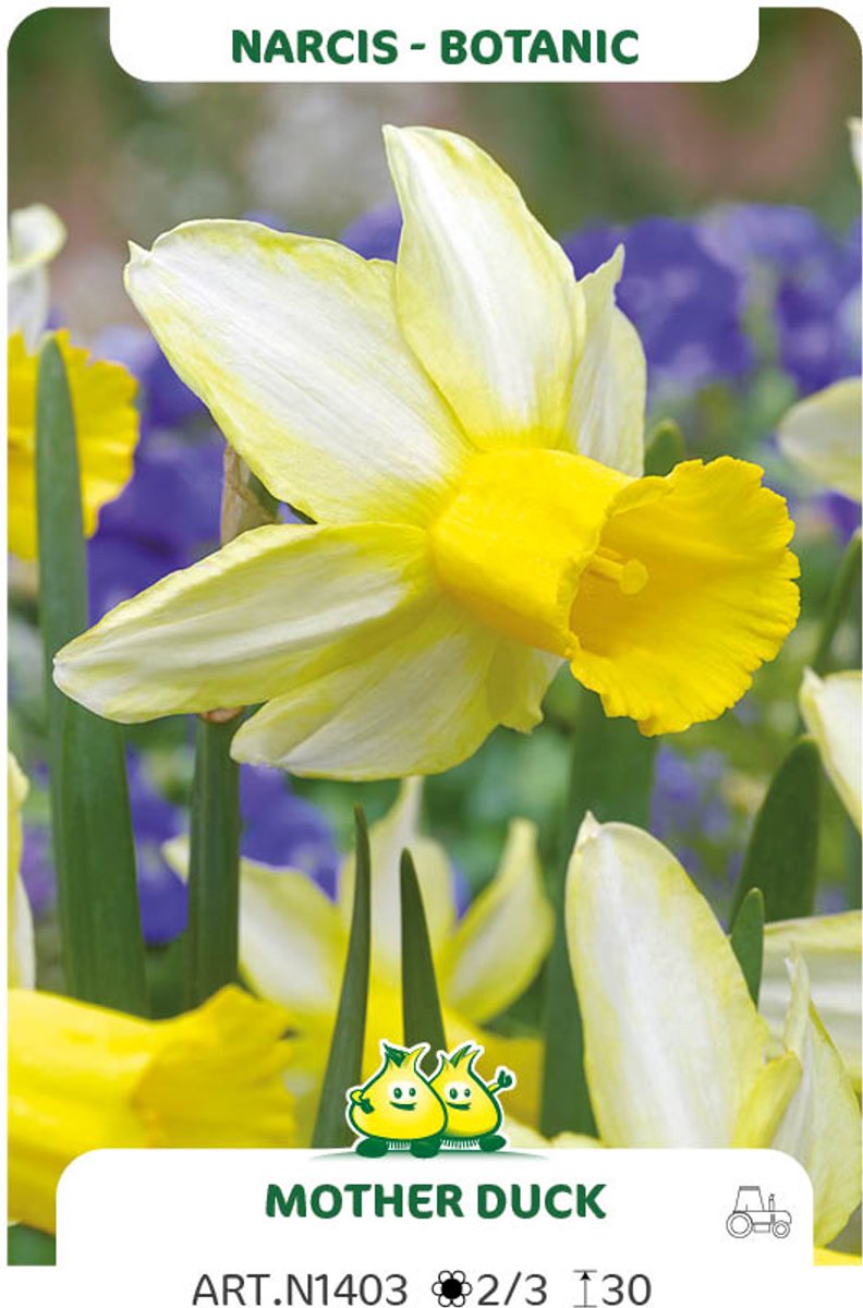 15 Bollen Botanische Narcis Mother Duck maat 12/14