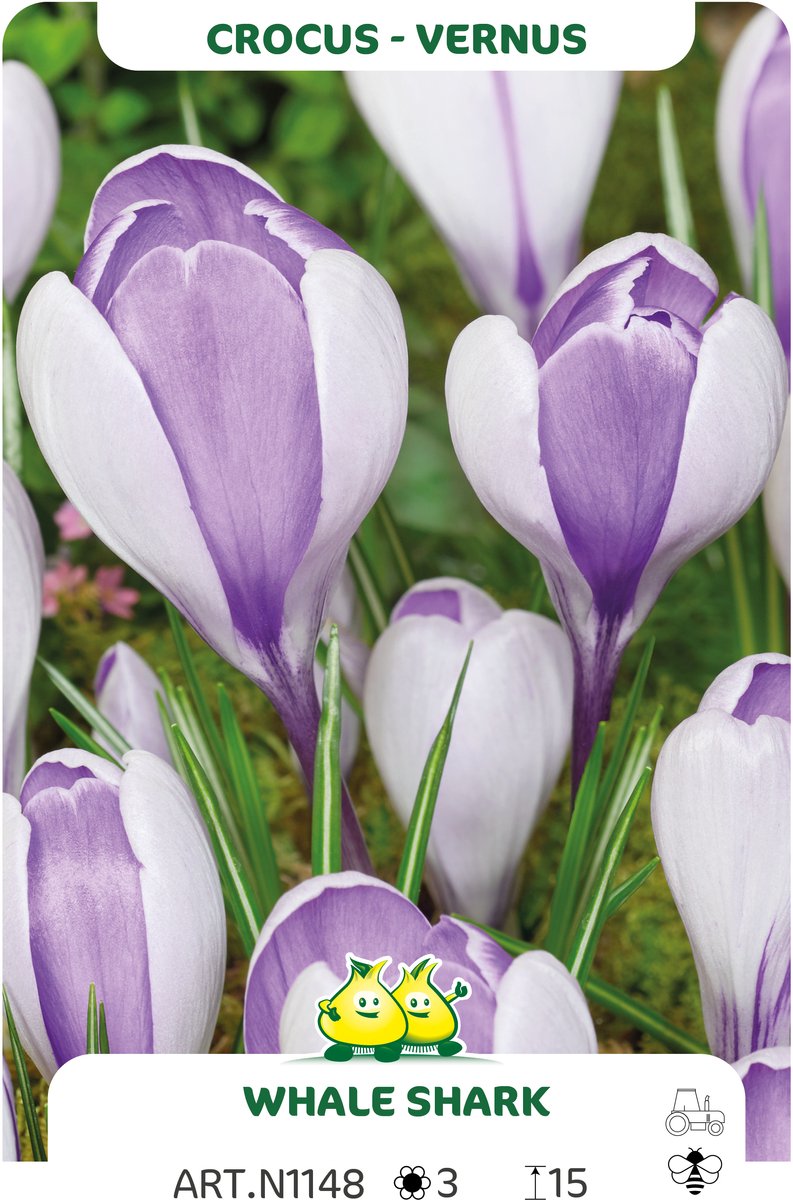 50 Bollen Crocus Vernus Whale Hark maat 8/+