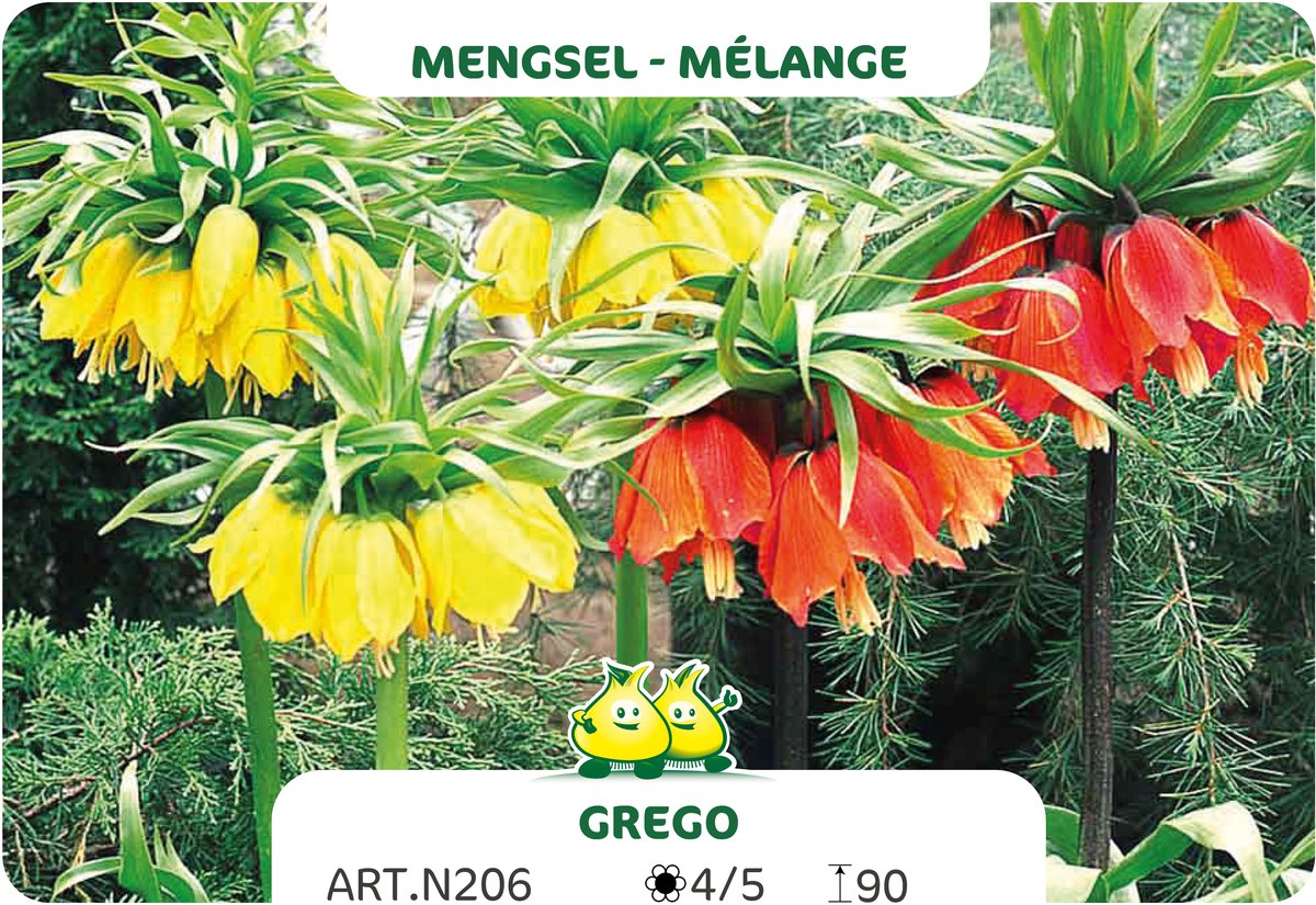 3 Bollen Fritillaria Mix maat 24/+