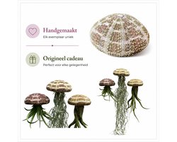 3 stuks Jelly-fish met verschillende soorten luchtplantjes in Alfonso zee-egels - luchtplantjes/airplants/hangplant/kamerplanten