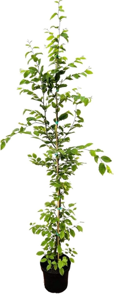 Haagbeuk Boom - Carpinus Betulus - Tuin Aanleg - Winterhard - 10-20 Meter Hoog - Middelgroen Blad