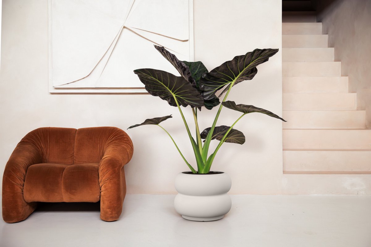 Elho Amber Roll Low 60 - Grand pot de fleurs intérieur et extérieur