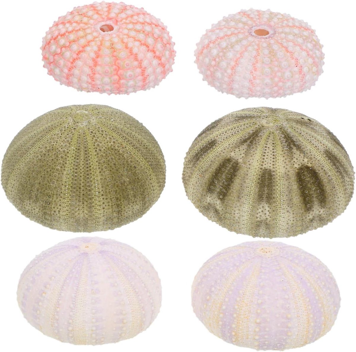 Zee Schelpen Decoraties - Aquarium Ornamenten - Aquarium Inrichting - Levensechte Zeedecoratie - 9X9CM - Diverse Kleuren