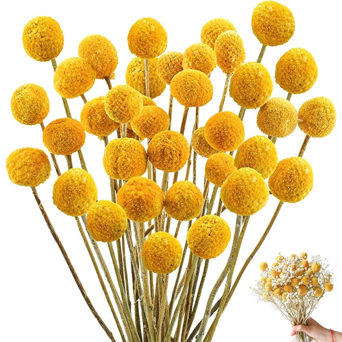 Dailygoods - Billy Ballen 50 stuks - Gedroogde Gele Bloemen voor Bloemstukken