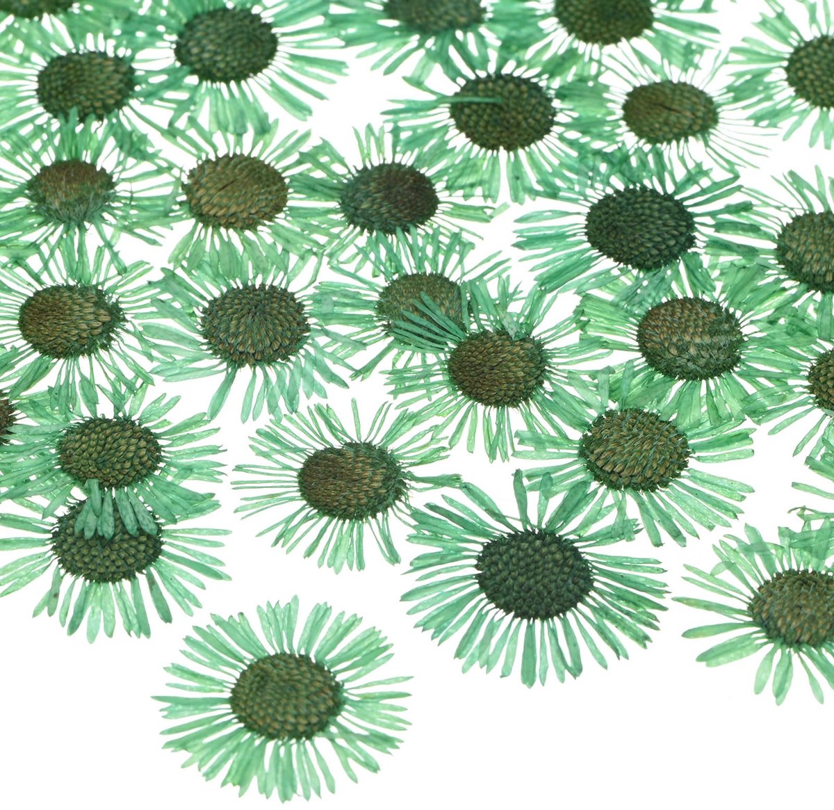 Dailygoods - Set van 12 Gedroogde Geperste Bloemen - Natuurlijke Droogbloemen voor Knutsel