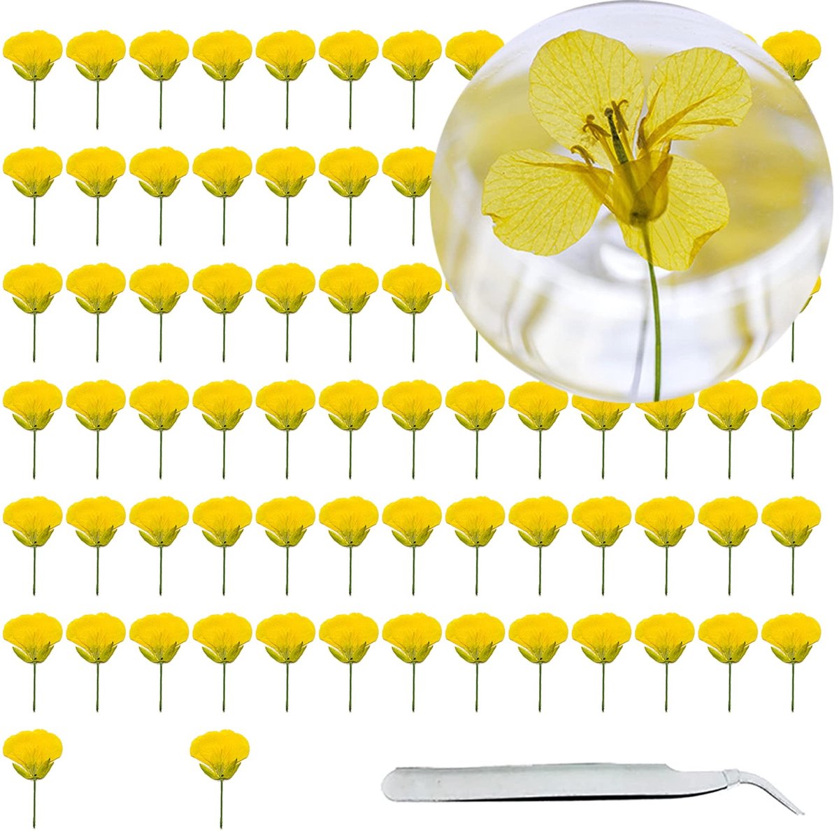 Dailygoods - 80 Stuks Natuurlijke Gedroogde Geperste Bloemen - Gele Koolzaadbloemen voor DIY