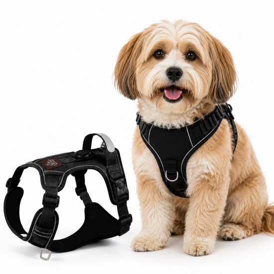 Chien beige assis à côté d'un harnais pour chien By Cee Cee noir avec des détails réfléchissants.