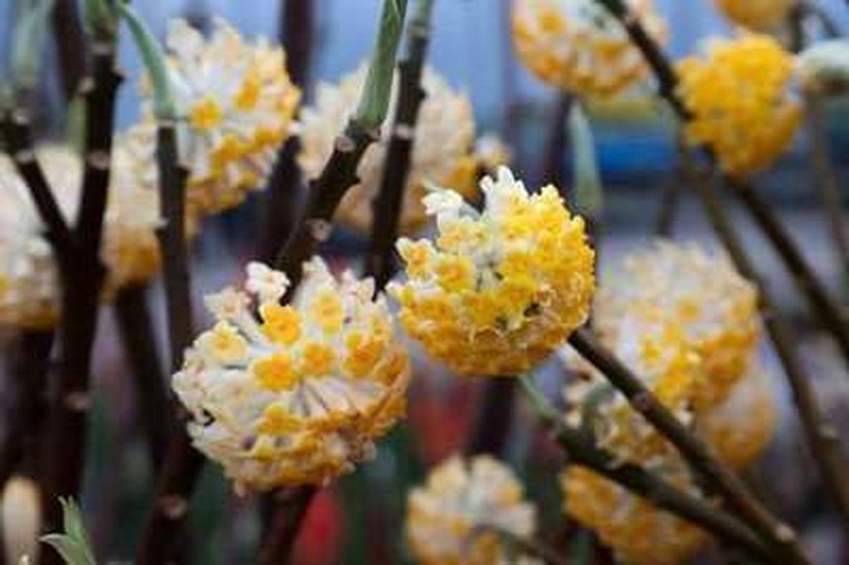 Winterbloeiende Struik - Geurende Plant - Tuin Aankleden - Gele Bloemen - 60-80 cm - Geel