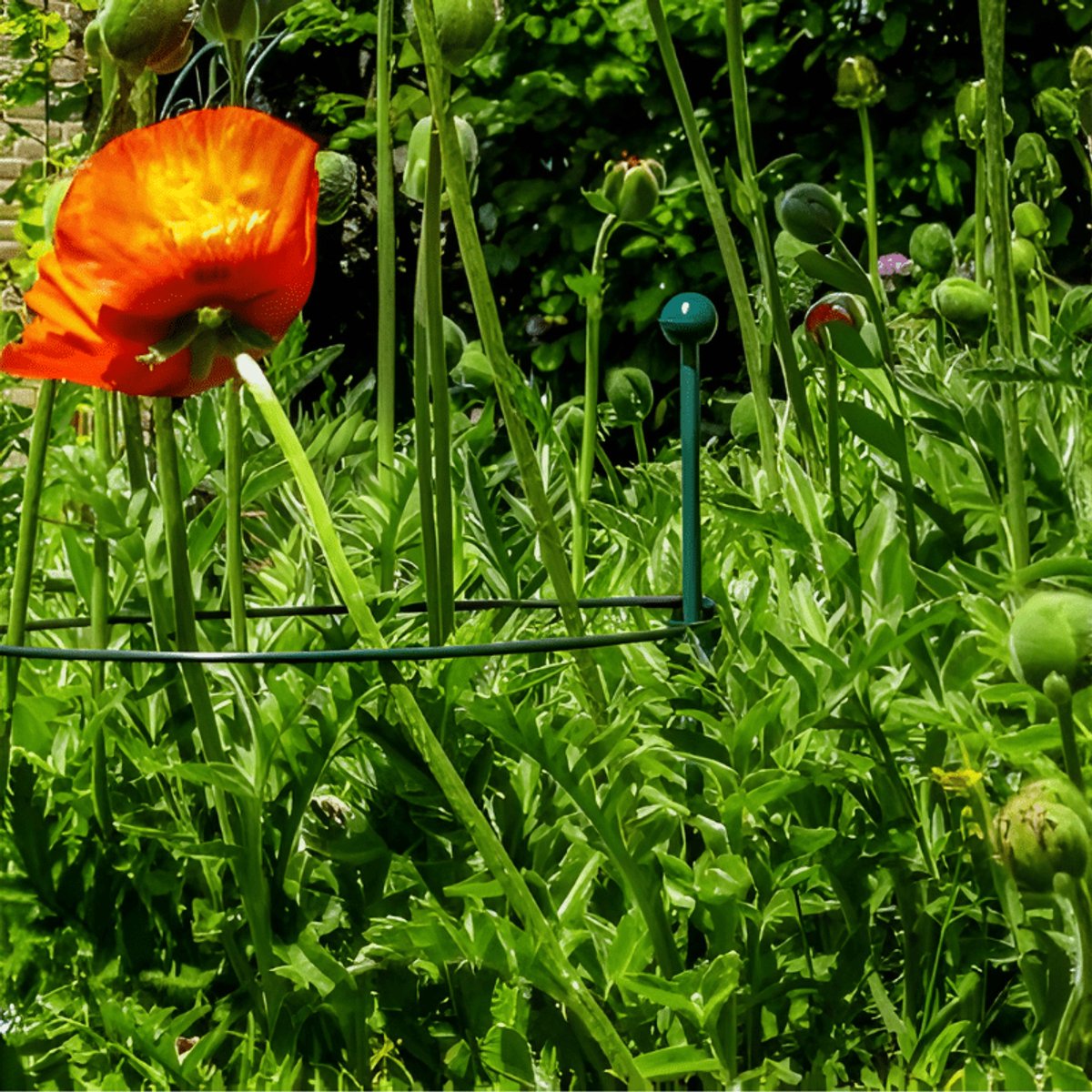 Peacock Glasfiber grondpin 100 cm 8 mm