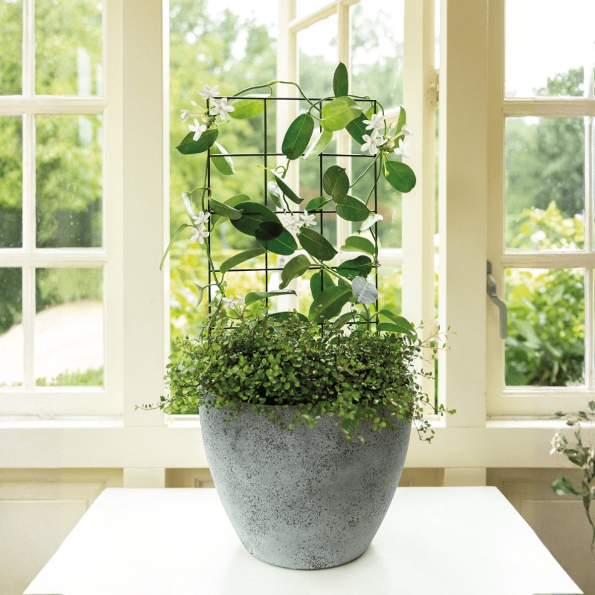 Pottrellis Vario groen - 30 x 70 cm - rechthoekig
