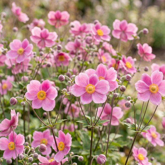 Close-up van donkerroze Japanse anemoonbloemen met gele centers en knoppen, groeiend in een tuin.