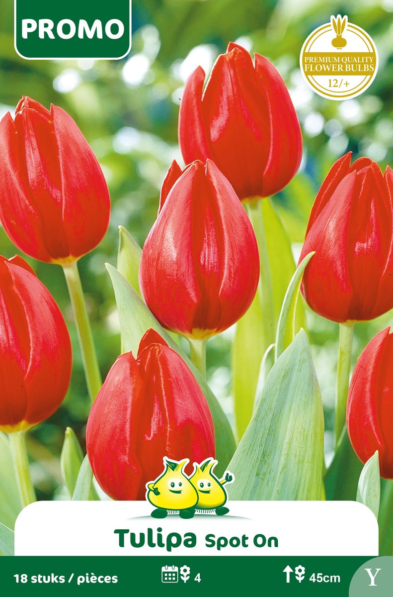 1 Zakje Promoverpakking Tulpen Casinii 18 stuks maat 12/+