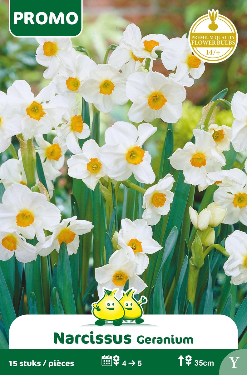 1 Zakje Promoverpakking Narcis Geranium 15 stuks maat 14/+