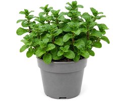Chocolademunt Planten