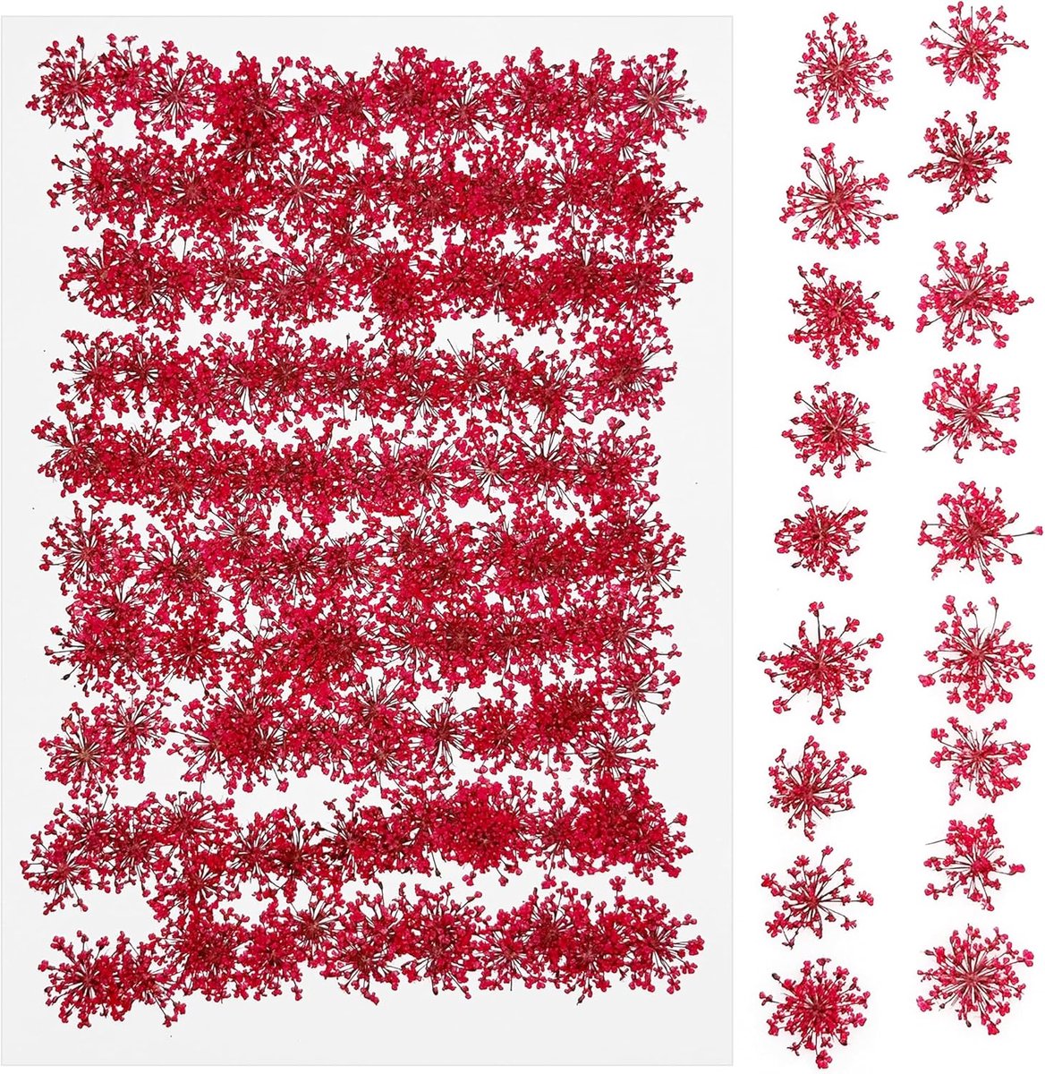 SnelShoppen - 150 Stuks Natuurlijke Gedroogde en Geperste Bloemen, Dried Flowers voor Hobbymaterialen, Resin, Kaarsen en DIY Sieraden, Perfect voor Cr