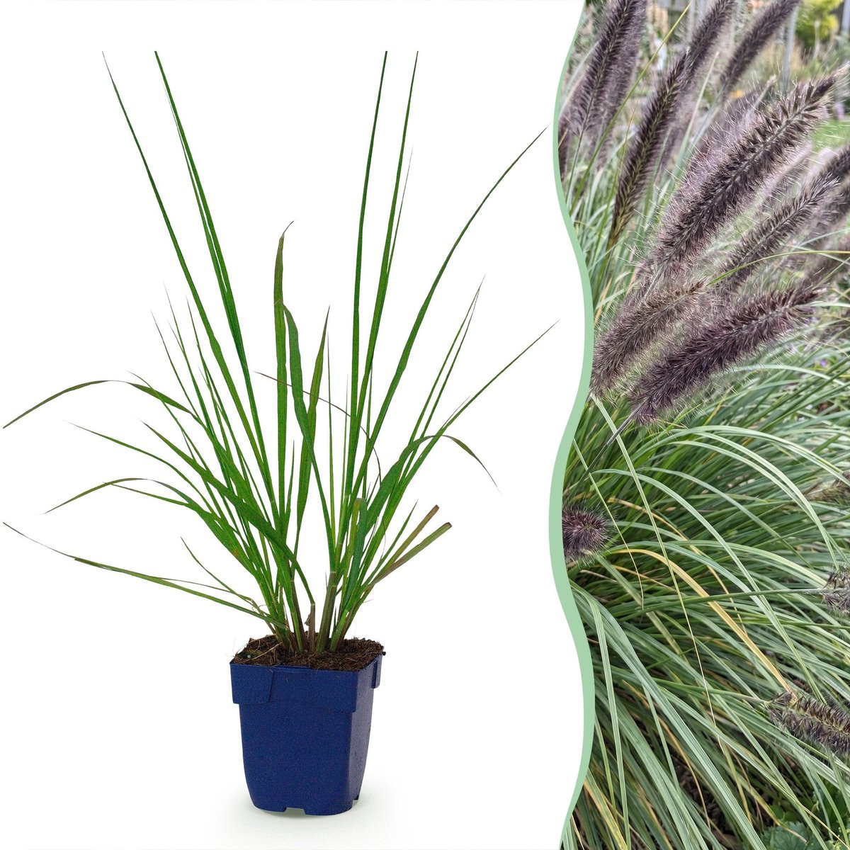 Green boutiQ - Grassen - Pennisetum alop. Black Beauty - Lampenpoetsergras - Met Pluim - Groen - 1 Plant - Pot 11cm - Hoogte 15-25cm