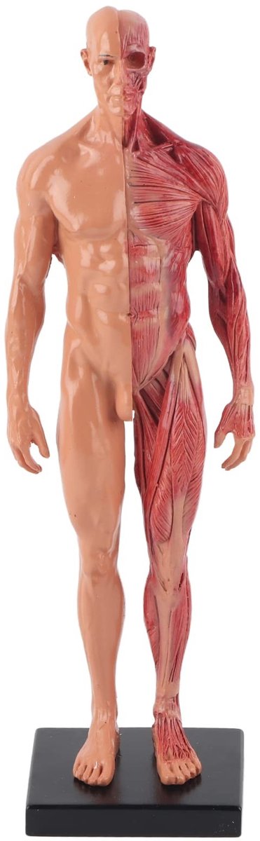 Solidchoice- Spiermodel 30 cm - Mannelijk Anatomisch Model - Hars - Skeletstructuur - Sculptuur - Exquise Details