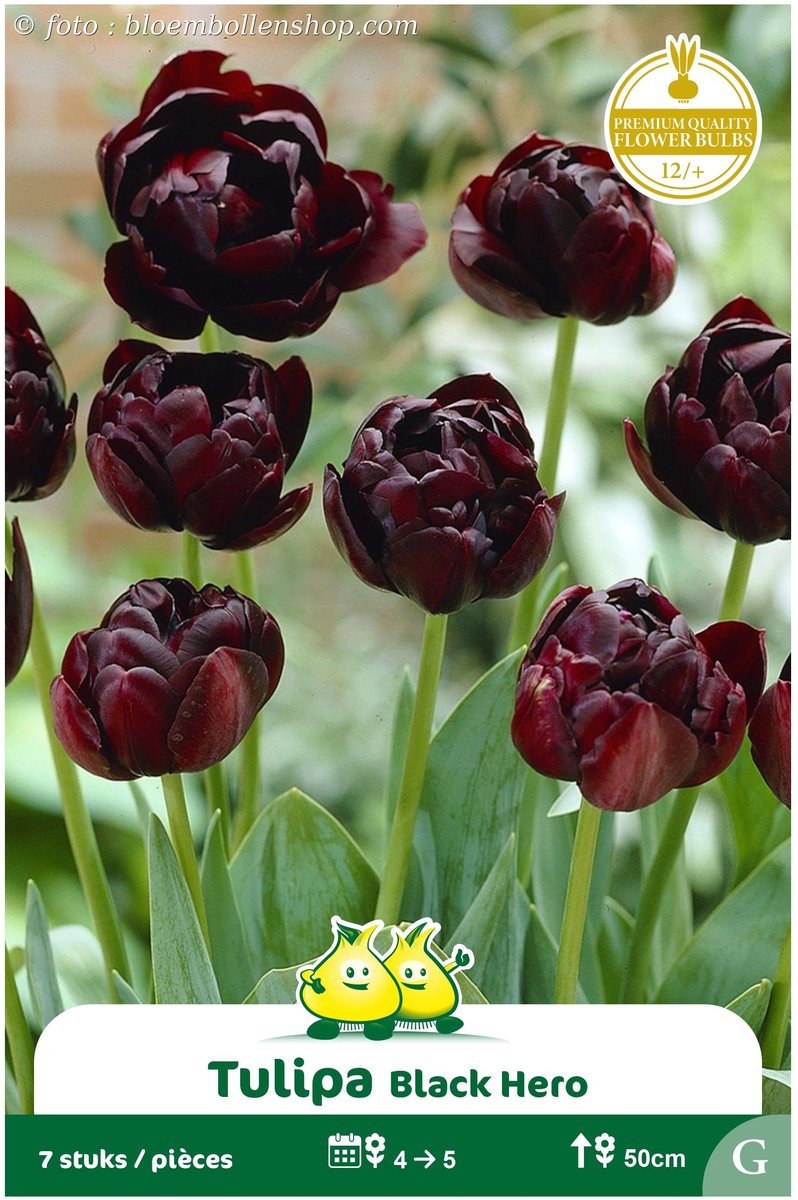 2 Zakjes Dubbele Tulpen Black Hero maat 12/+