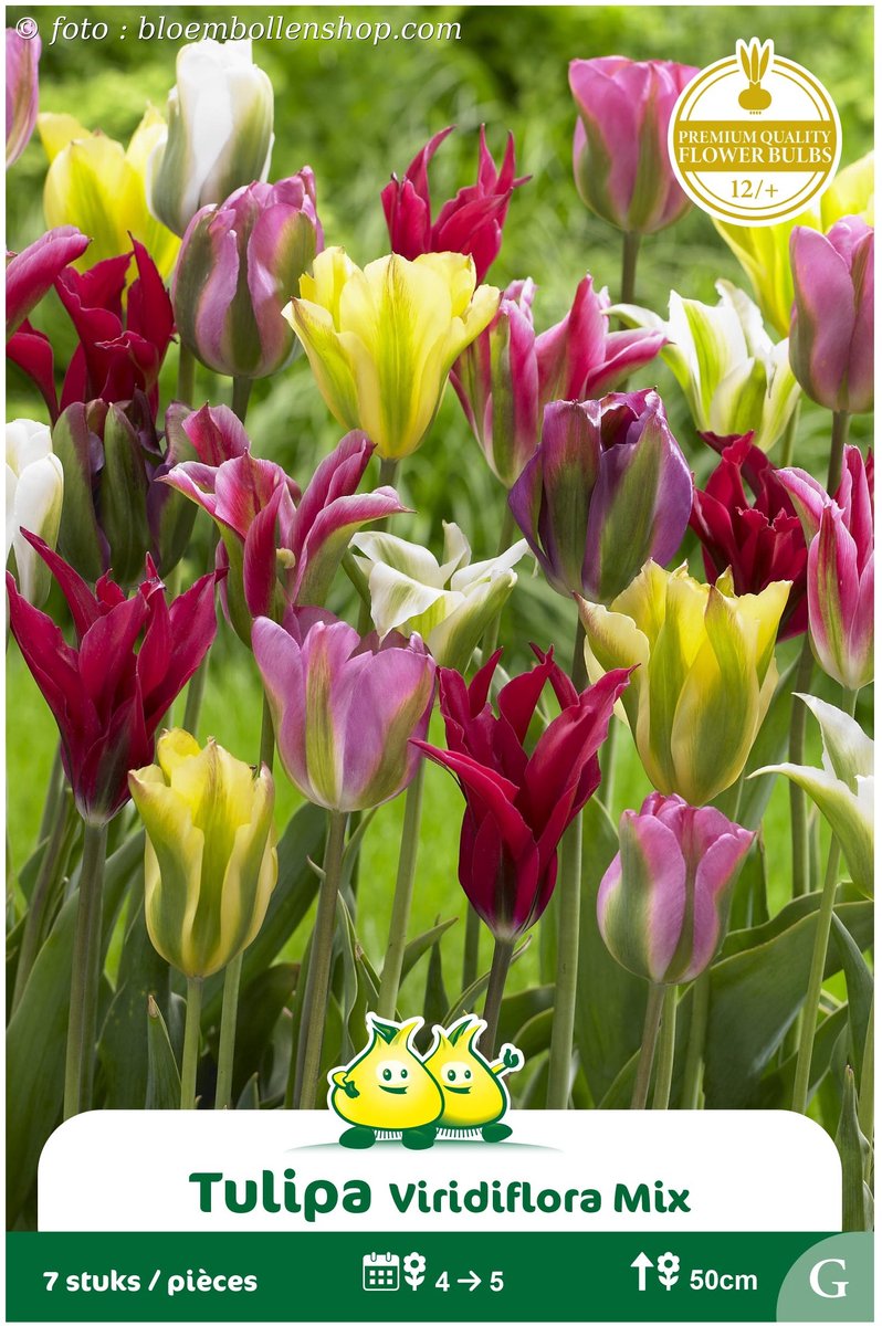 2 Zakjes Viridiflora Tulpen Mix maat 12/+