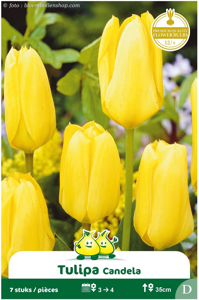 2 Zakjes Fosteriana Tulpen Candela maat 12/+