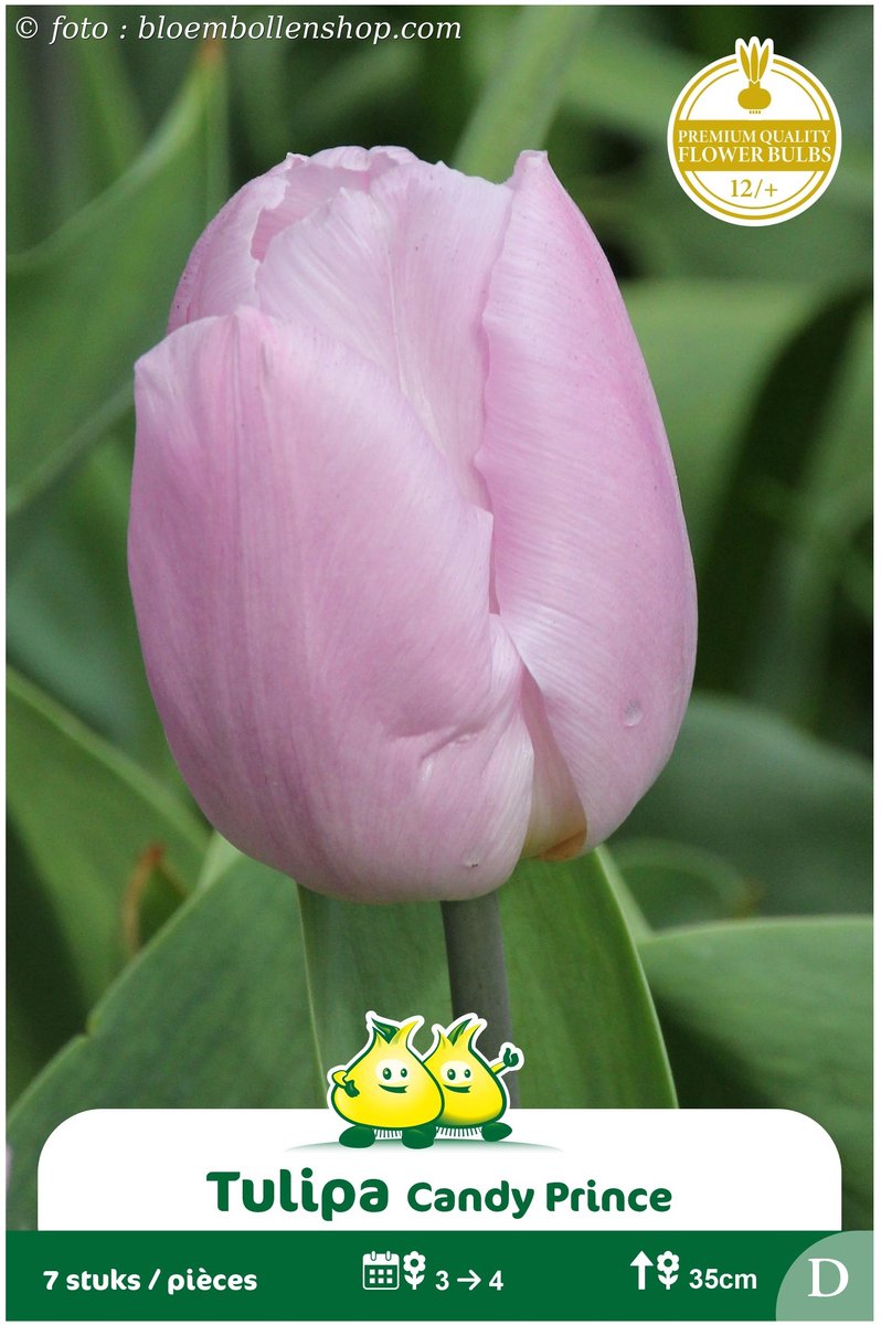 2 Zakjes Vroege Tulpen Candy Prince maat 12/+