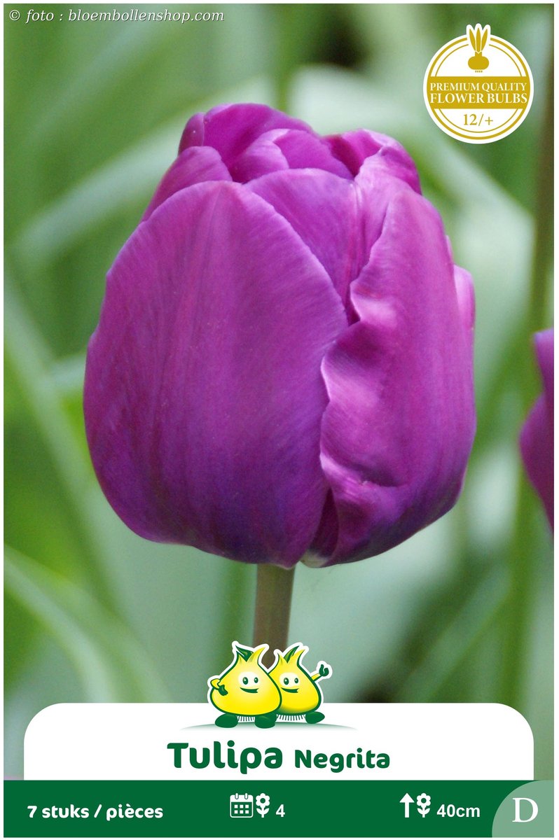 2 Zakjes Triumph Tulpen Negrita maat 12/+