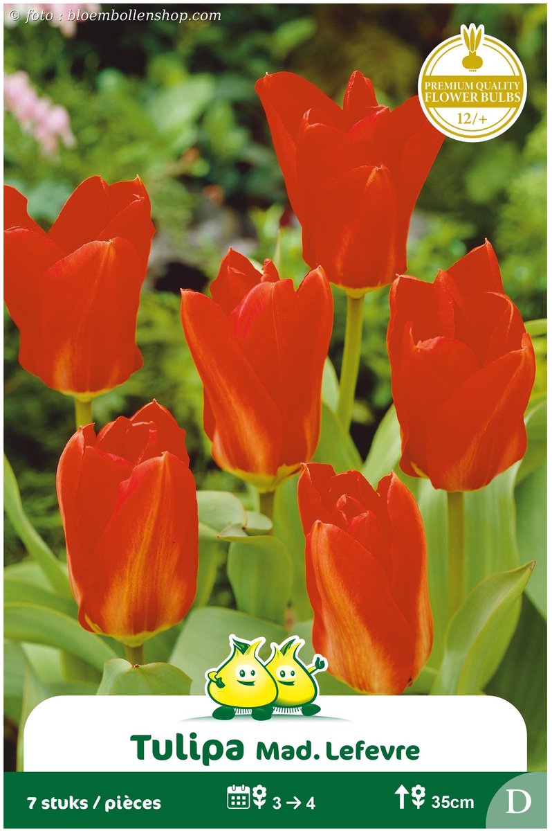 2 Zakjes Fosteriana Tulpen Madame Lefeber maat 12/+