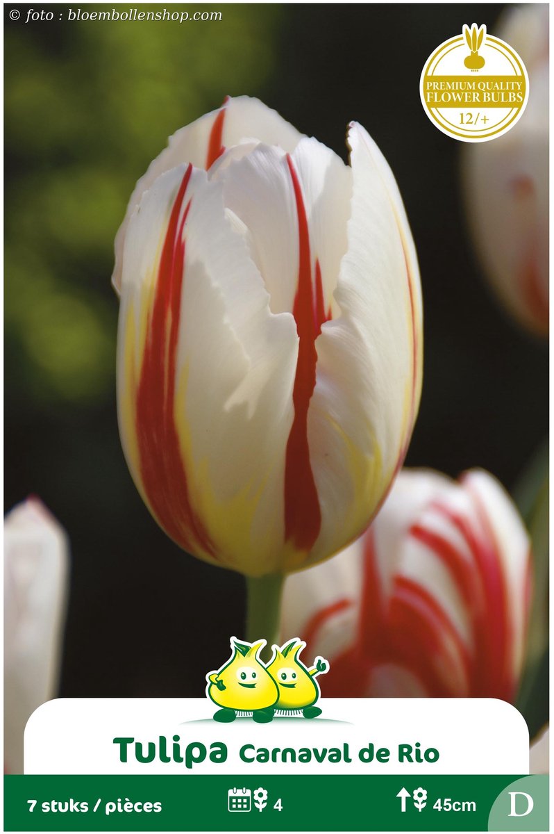 2 Zakjes Triumph Tulpen Carnaval De Rio maat 12/+
