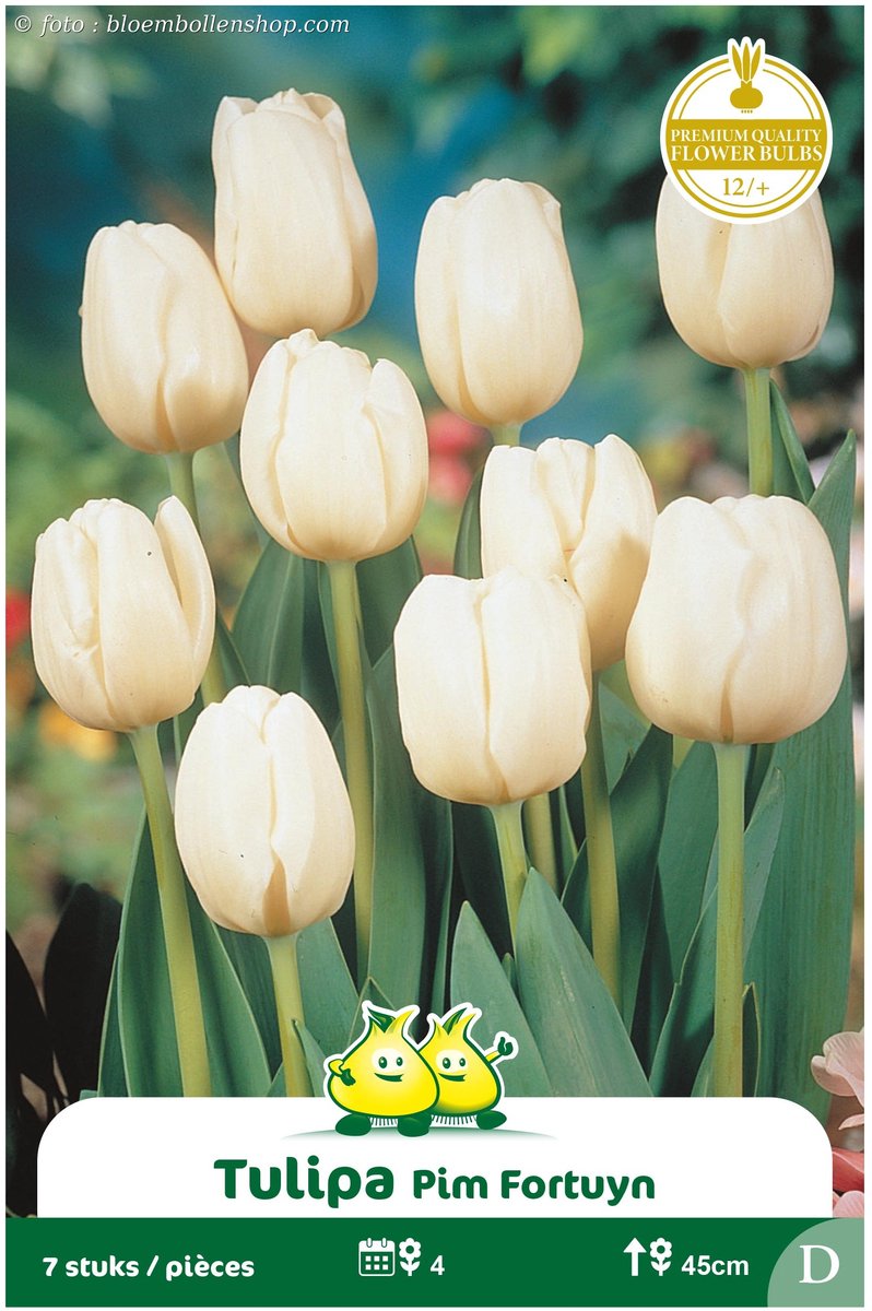 2 Zakjes Triumph Tulpen Pim Fortuyn maat 12/+