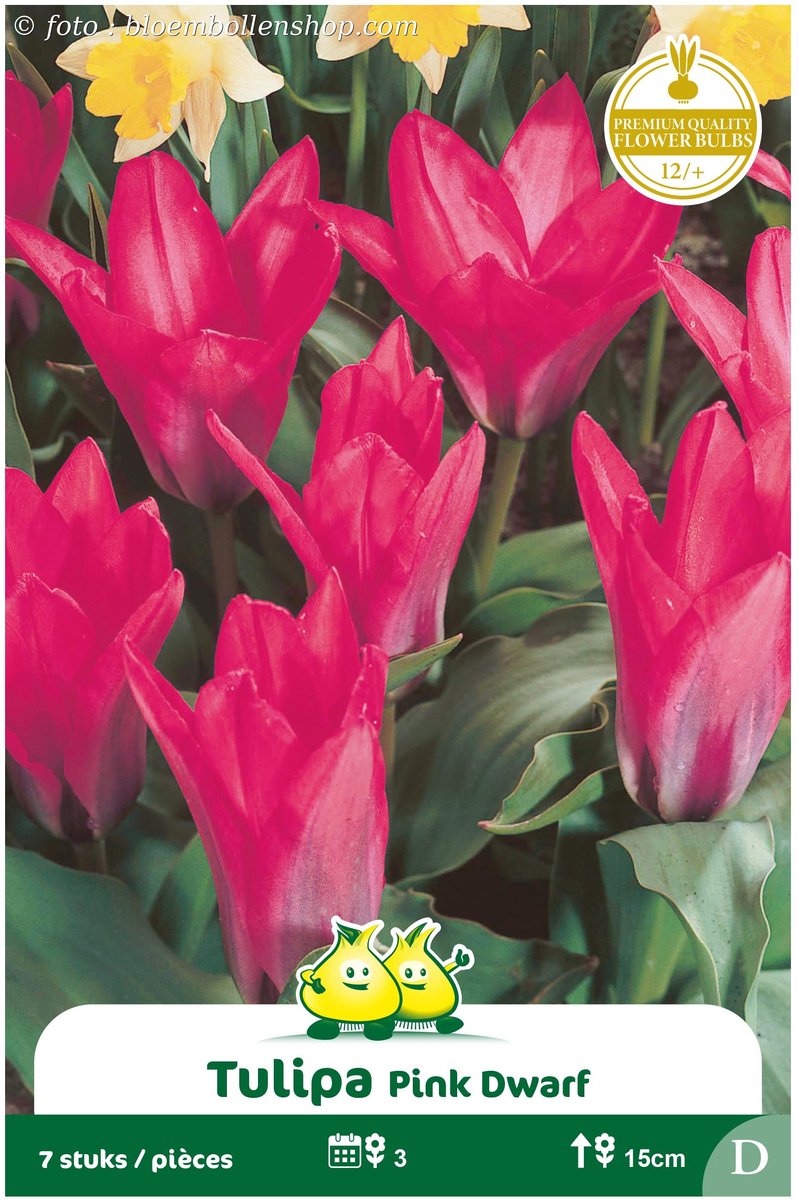 2 Zakjes Kaufanniana Tulpen Pink Dwarf maat 12/+