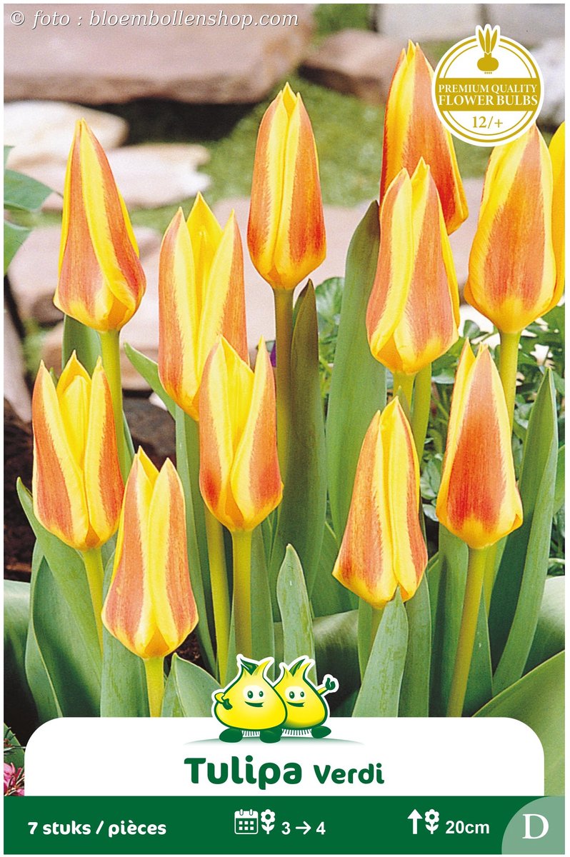 2 Zakjes Kaufanniana Tulpen Verdi maat 12/+