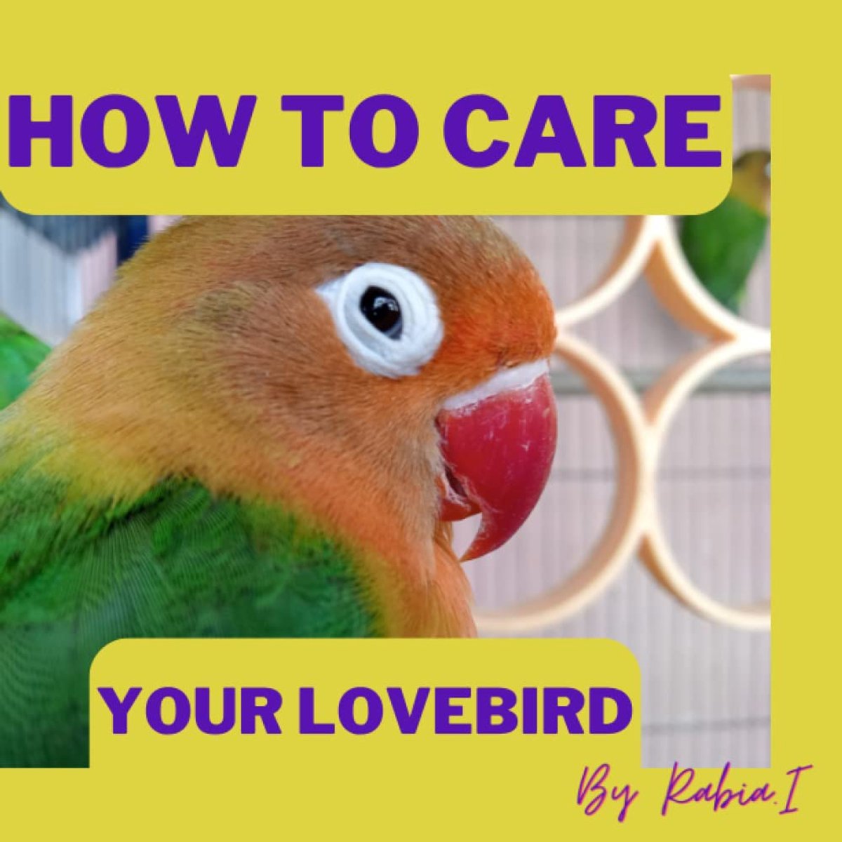 as a pet: Love birds Care Guide for Beginners Lovebird Training, Food, Health, Bonding, Habit. A complete Guide book: Dream Parrot love birds