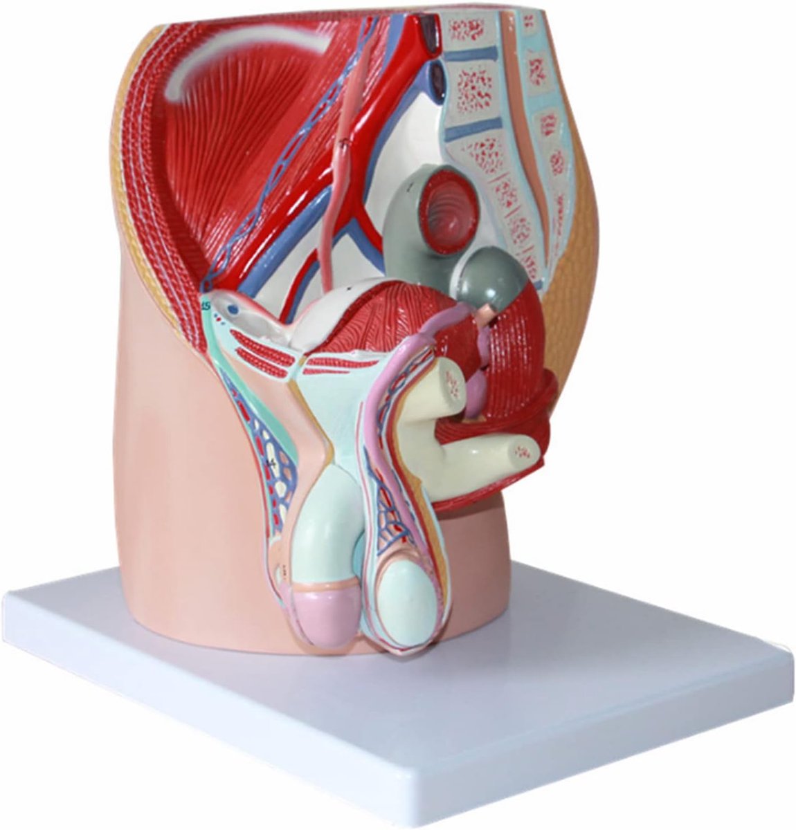 sagittaal reproductief systeemmodel Mannelijk genitale anatomiemodel Bekken-urinestelsel onderwijsmodel Hulpmiddel voor medische training