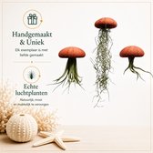 Set van drie Jellyfish luchtplantjes met Terracottakleurige Alfonso zee-egels en verschillende Tillandsia luchtplanten/kamerplant/makkelijke plant/airplant