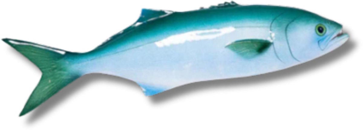 Serra / Bluefish 40 cm