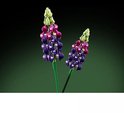 Twee LEGO lupinebloemen met paarse, roze en groene bloemblaadjes en groene stelen.