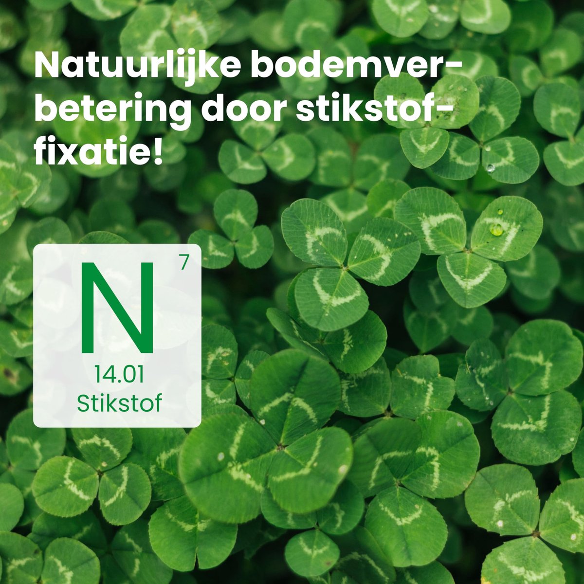 SnelShoppen - LERAVA Klaverzaden 100 m² - Microklaver voor schaduw en zon - Witte klaver voor onderhoudsarm gazon - Ideaal voor stikstoffixatie en ver